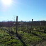 Vins du Sud-Ouest Cave Le Peti Grain Rieumes