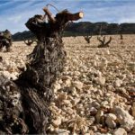 Vins du Monde Cave Le Petit Grain Rieumes