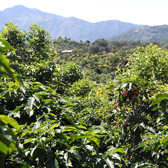 costa rica