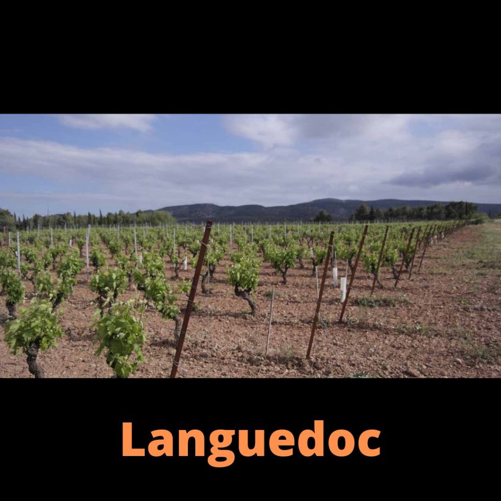 Vins du Languedoc Roussillon Cave Le Petit Grain Rieumes france vins choix sélection